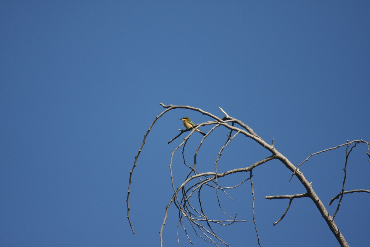 [33149] 2016_07_04_08_34_40_Africa_Canon_EOS_40D_IMG__06054.jpg