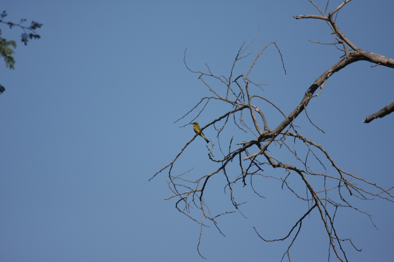 [33158] 2016_07_04_08_35_56_Africa_Canon_EOS_40D_IMG__06057.jpg