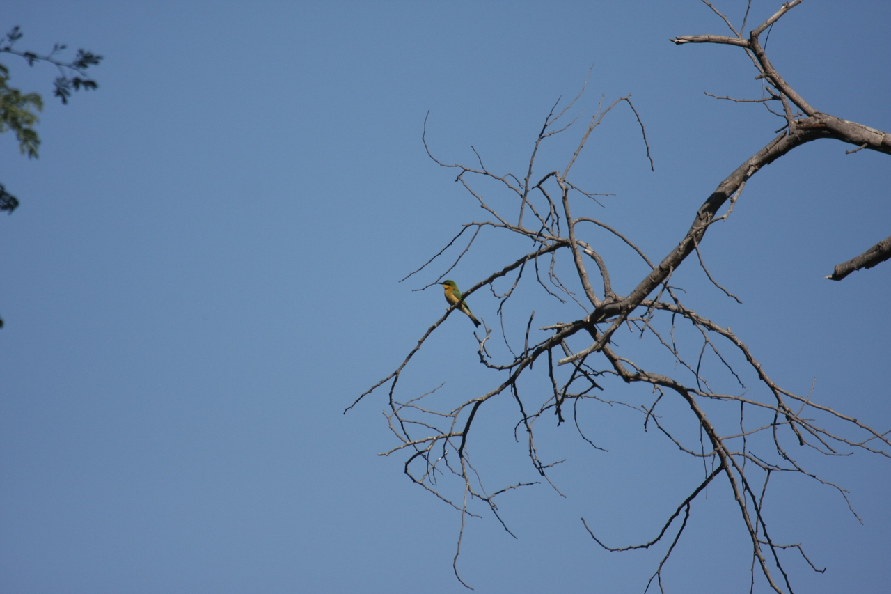 [33159] 2016_07_04_08_35_56_Africa_Canon_EOS_40D_IMG__06058.jpg