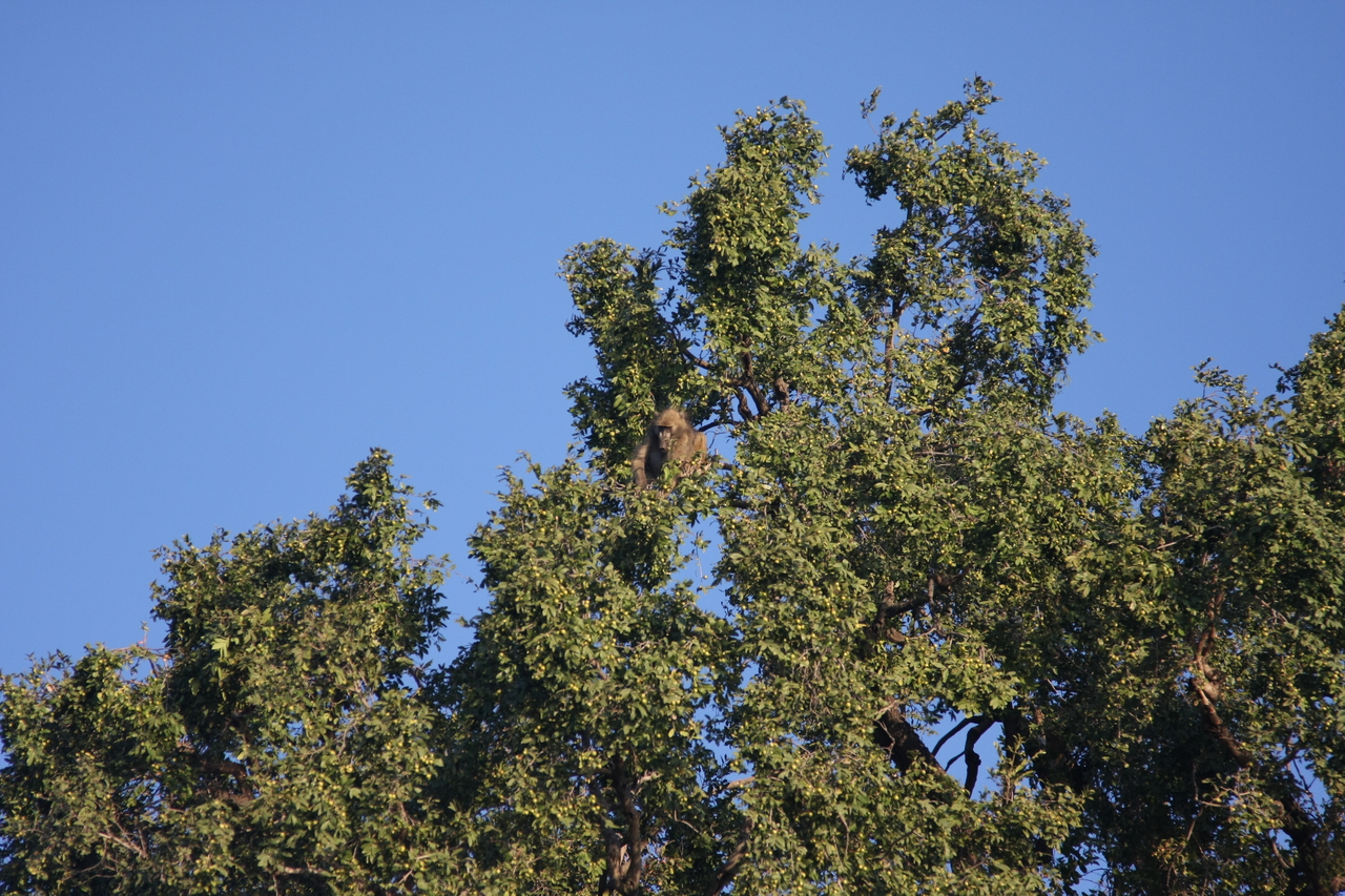 [33386] 2016_07_04_11_14_15_Africa_Canon_EOS_40D_IMG__00063.jpg