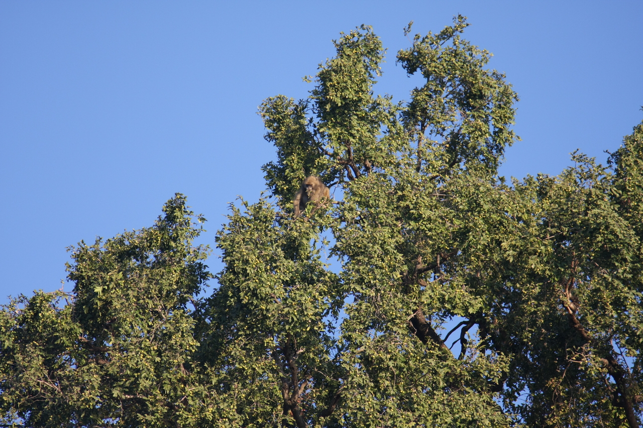 [33392] 2016_07_04_11_14_16_Africa_Canon_EOS_40D_IMG__05700.jpg