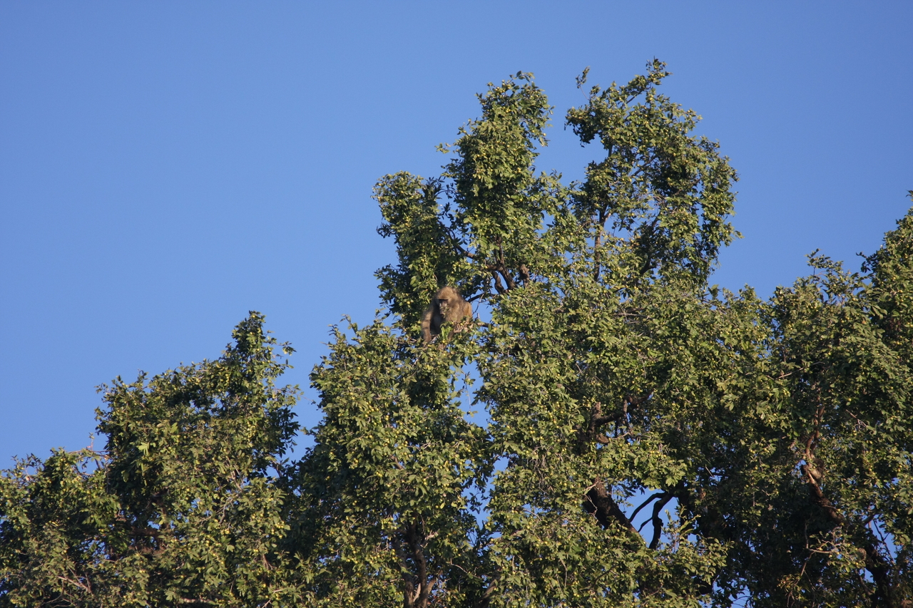 [33393] 2016_07_04_11_14_16_Africa_Canon_EOS_40D_IMG__13146.jpg