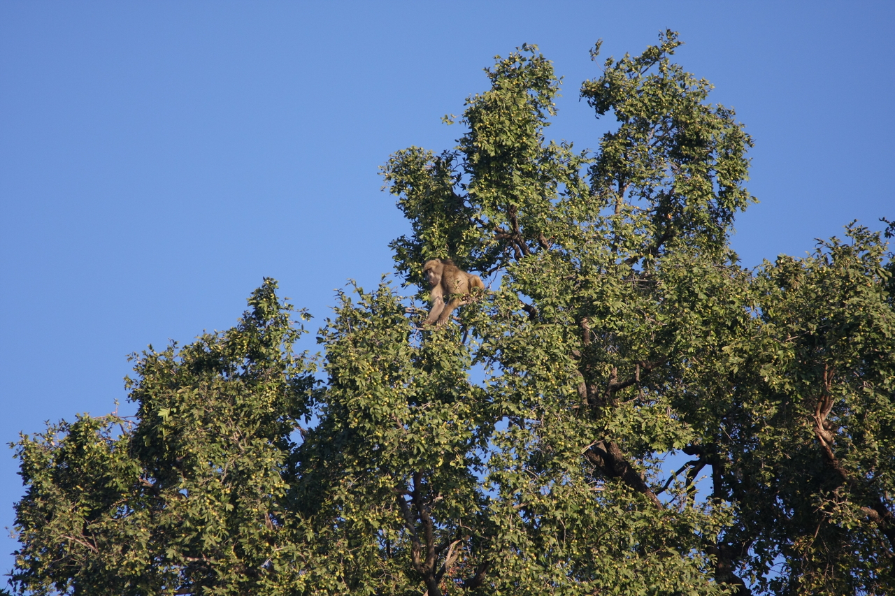 [33396] 2016_07_04_11_14_18_Africa_Canon_EOS_40D_IMG__00067.jpg
