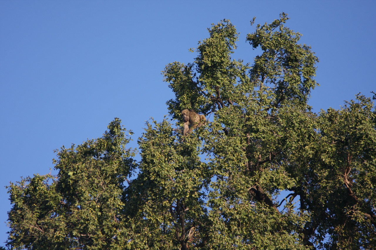 [33401] 2016_07_04_11_14_18_Africa_Canon_EOS_40D_IMG__13148.jpg