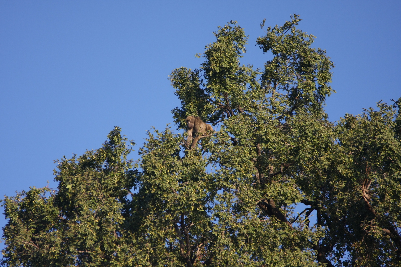 [33403] 2016_07_04_11_14_18_Africa_Canon_EOS_40D_IMG__13150.jpg