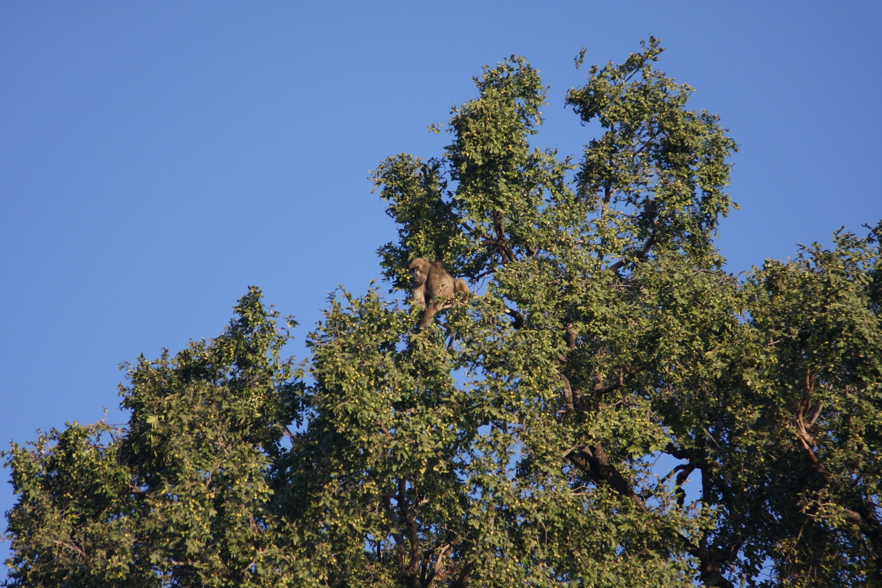 [33406] 2016_07_04_11_14_19_Africa_Canon_EOS_40D_IMG__13152.jpg