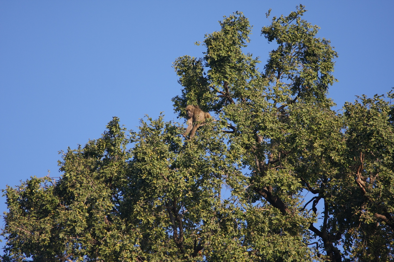 [33407] 2016_07_04_11_14_22_Africa_Canon_EOS_40D_IMG__00071.jpg
