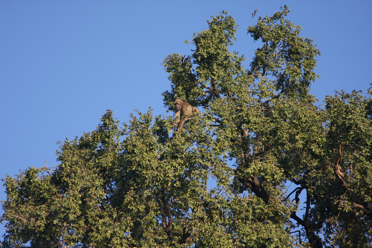 [33414] 2016_07_04_11_14_22_Africa_Canon_EOS_40D_IMG__13154.jpg