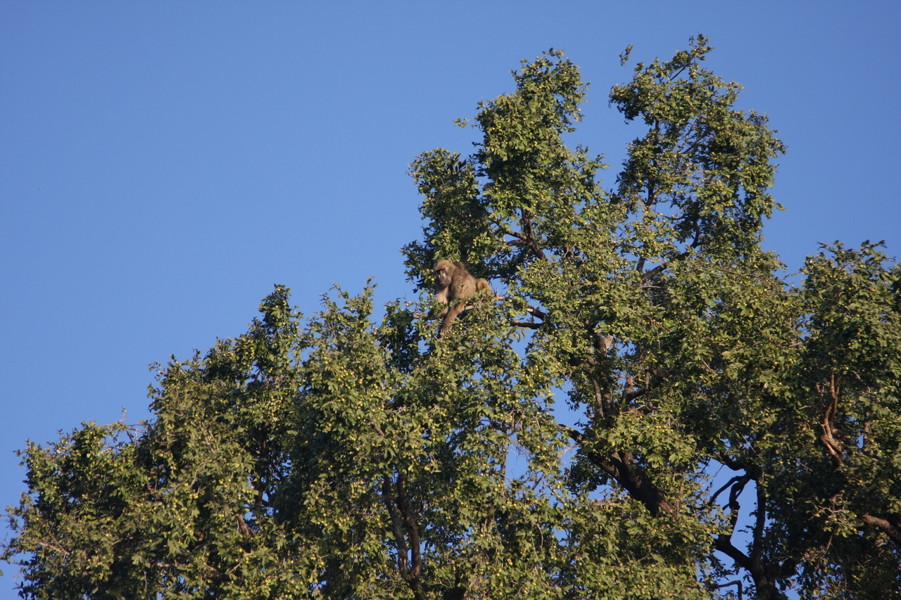 [33418] 2016_07_04_11_14_23_Africa_Canon_EOS_40D_IMG__13156.jpg