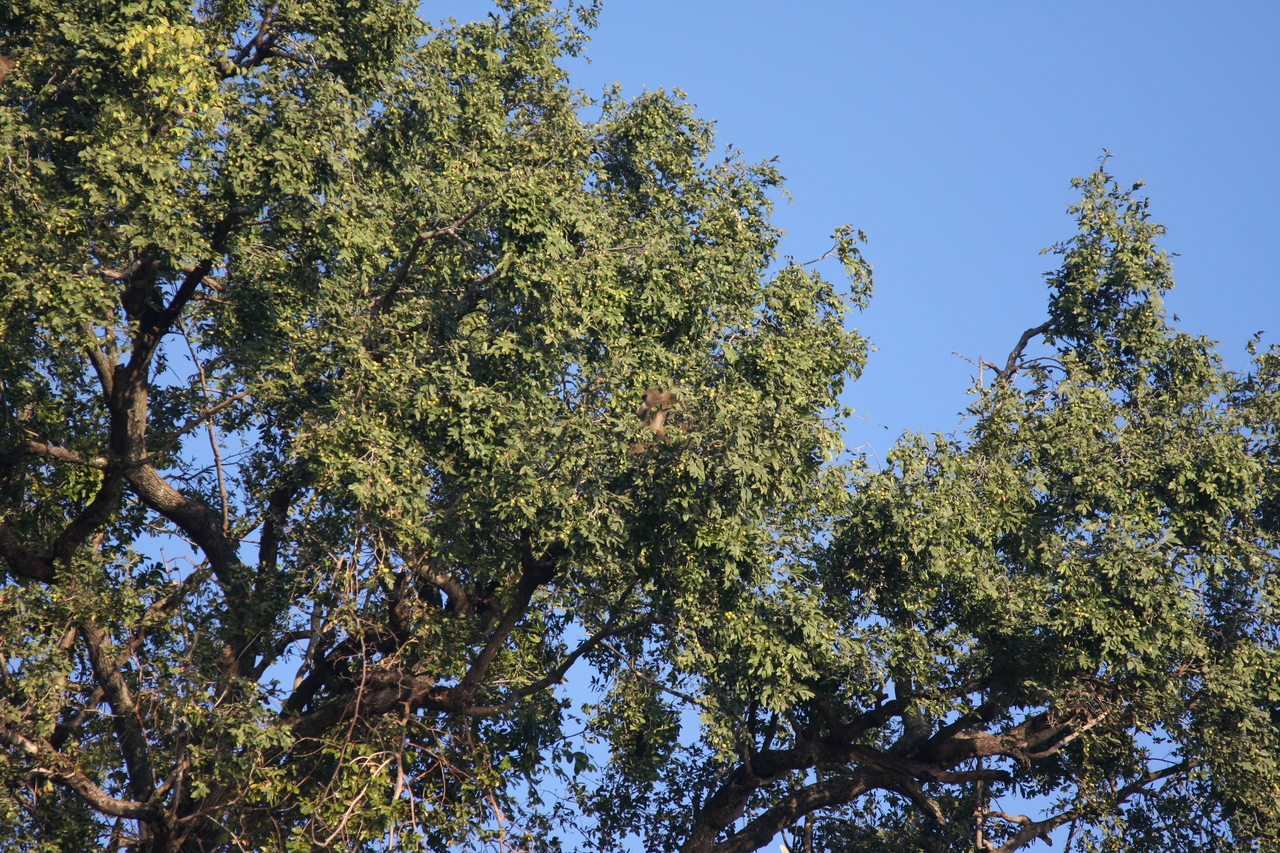 [33436] 2016_07_04_11_14_39_Africa_Canon_EOS_40D_IMG__05716.jpg