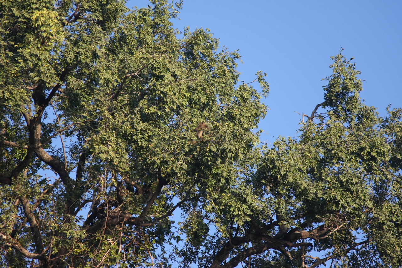 [33439] 2016_07_04_11_14_39_Africa_Canon_EOS_40D_IMG__13164.jpg