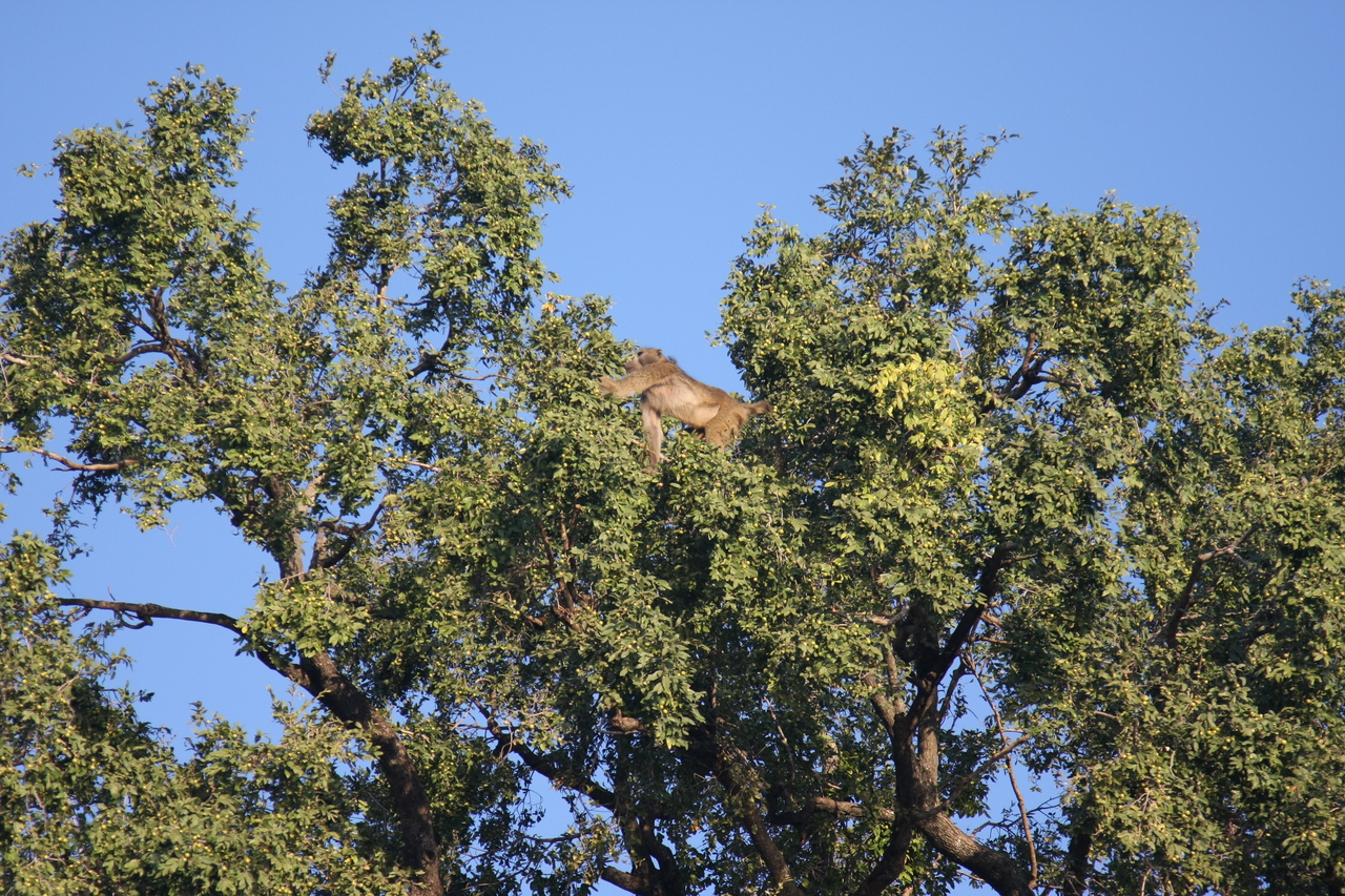 [33445] 2016_07_04_11_14_43_Africa_Canon_EOS_40D_IMG__05720.jpg