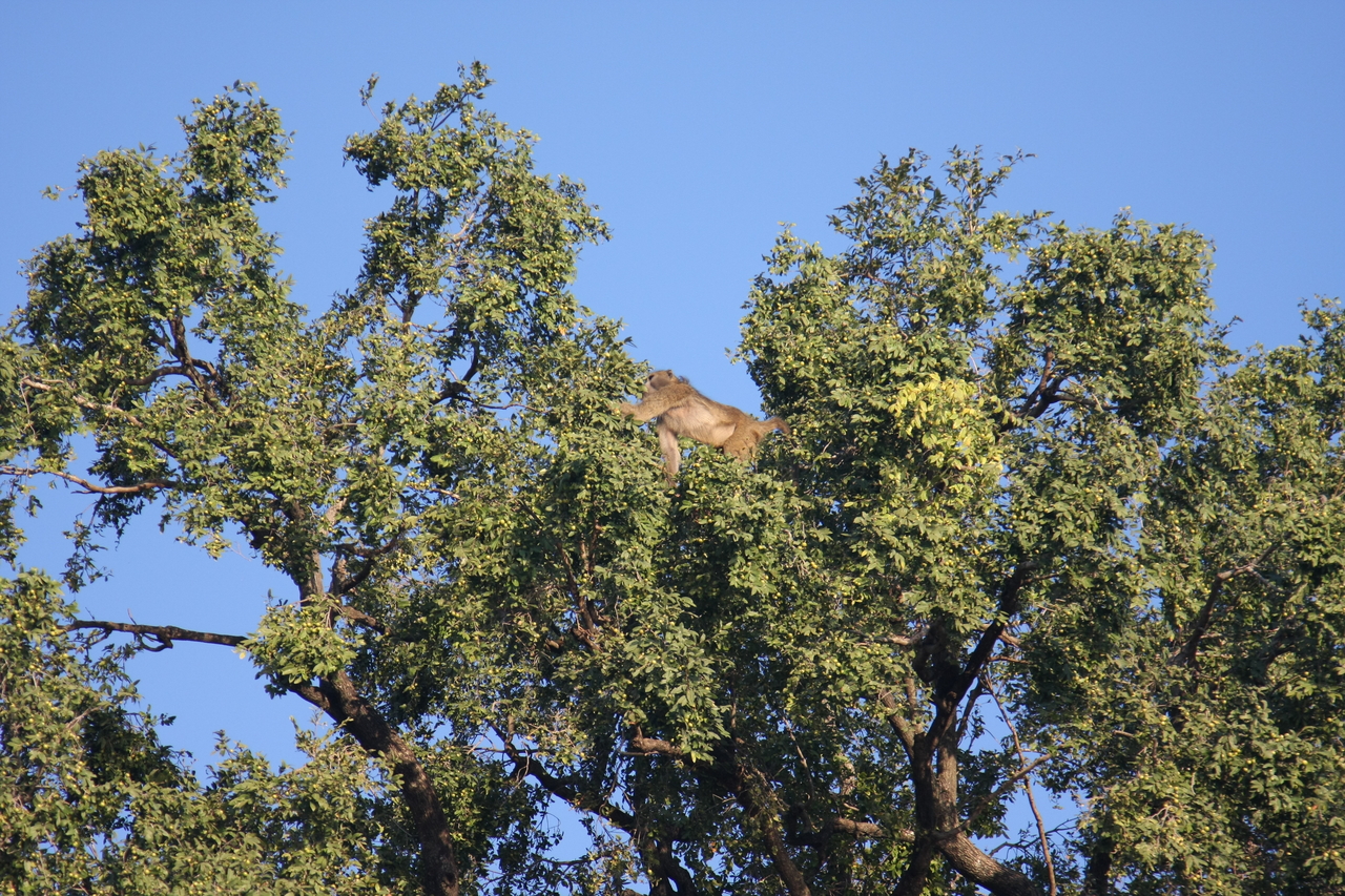 [33447] 2016_07_04_11_14_43_Africa_Canon_EOS_40D_IMG__13166.jpg