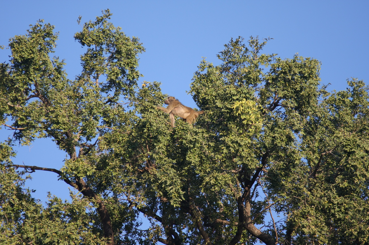 [33455] 2016_07_04_11_14_44_Africa_Canon_EOS_40D_IMG__13168.jpg