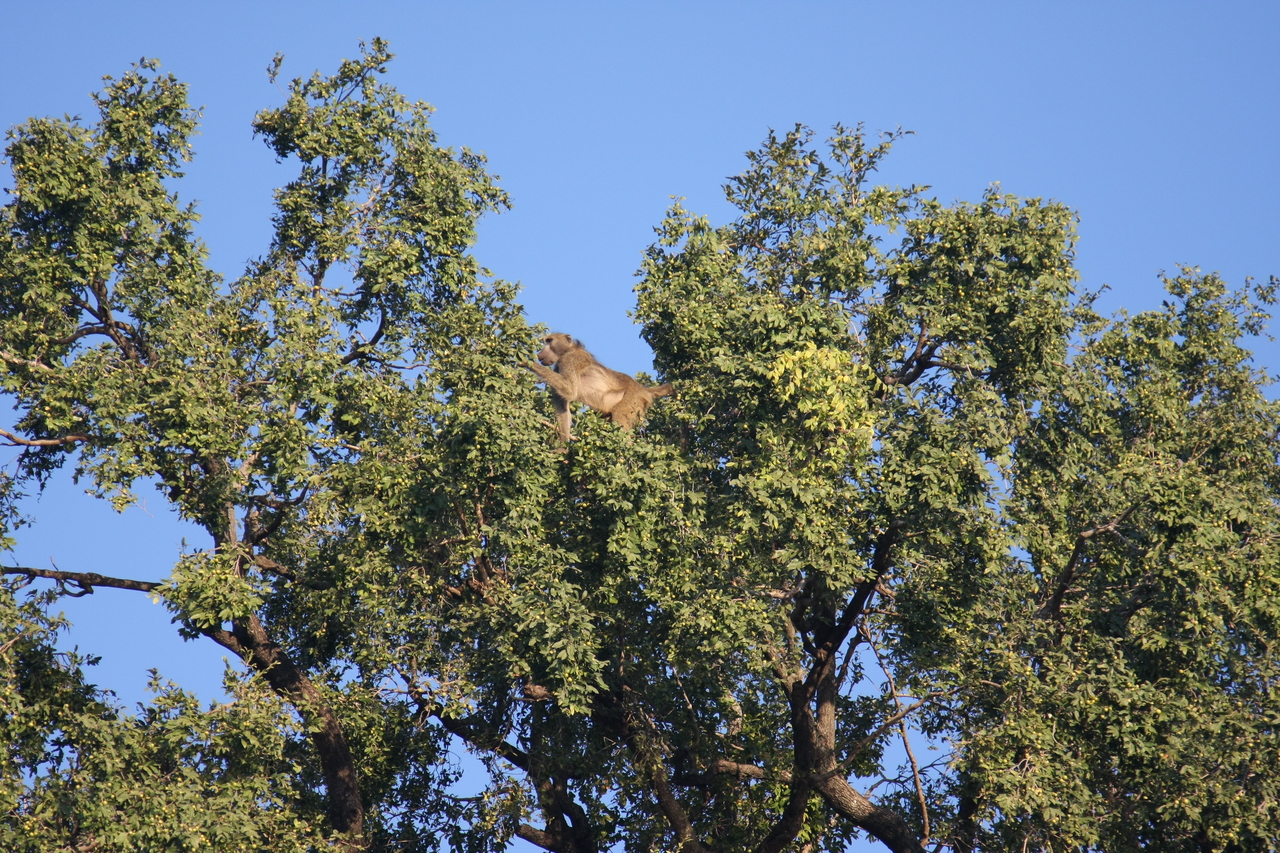 [33457] 2016_07_04_11_14_44_Africa_Canon_EOS_40D_IMG__13170.jpg