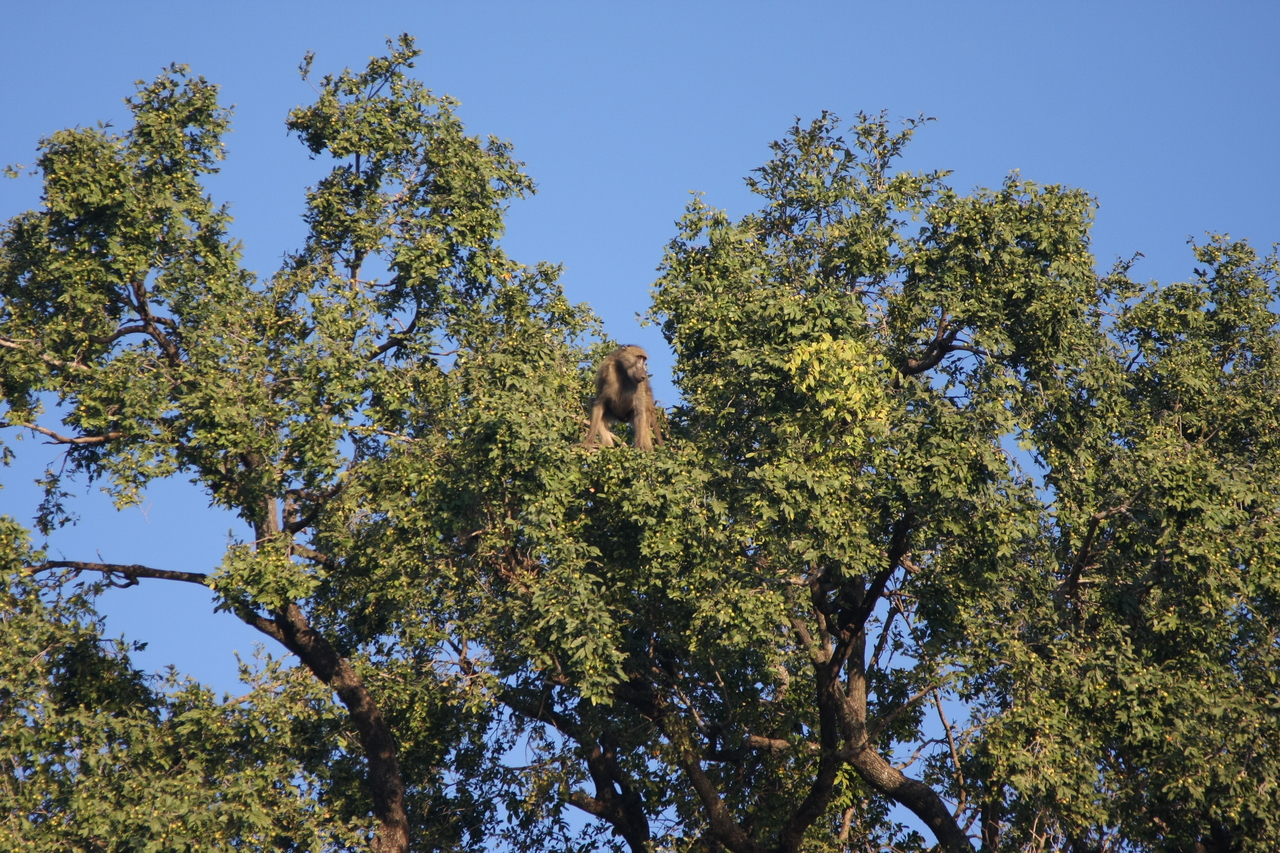 [33458] 2016_07_04_11_14_51_Africa_Canon_EOS_40D_IMG__00089.jpg