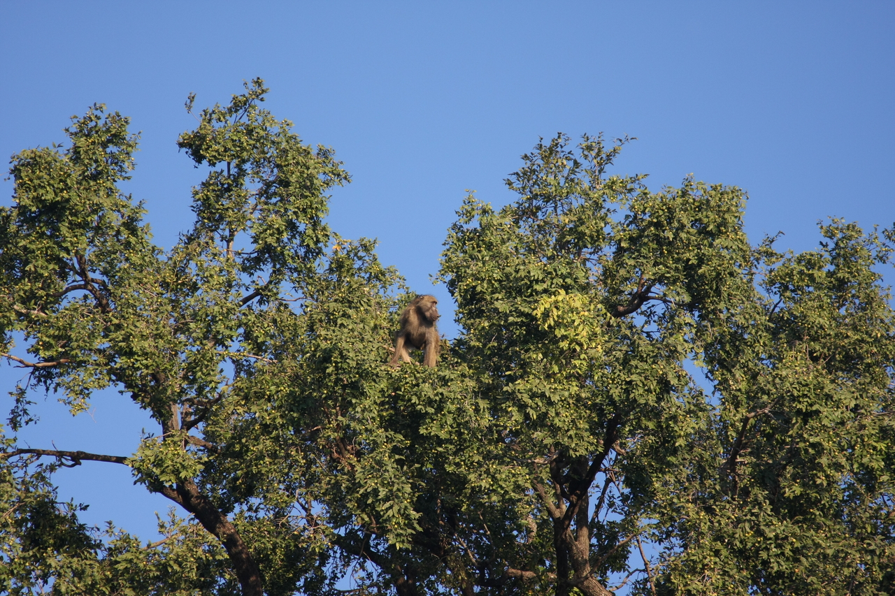 [33463] 2016_07_04_11_14_51_Africa_Canon_EOS_40D_IMG__05727.jpg
