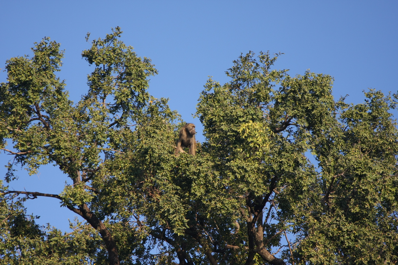 [33465] 2016_07_04_11_14_51_Africa_Canon_EOS_40D_IMG__13172.jpg