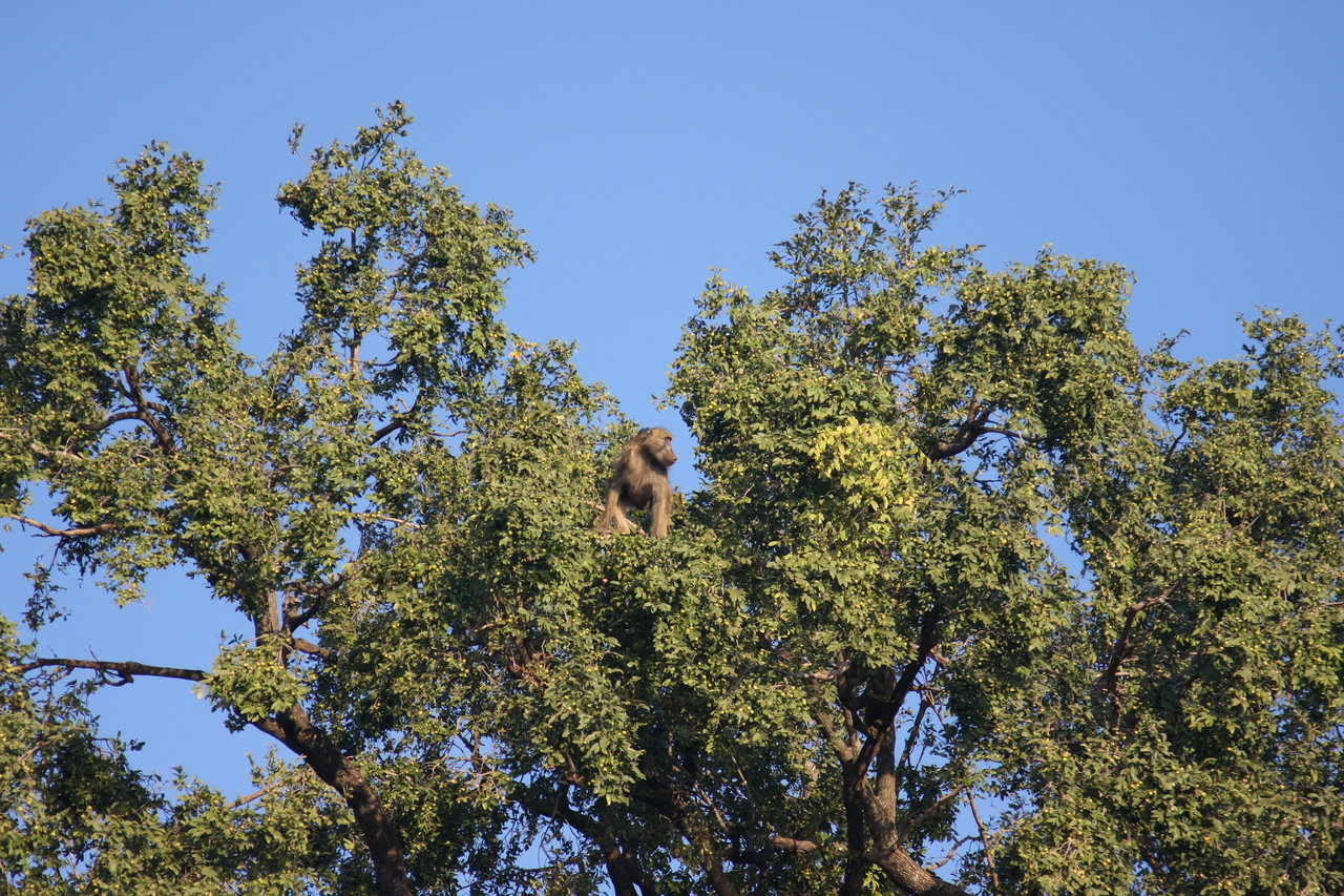 [33467] 2016_07_04_11_14_52_Africa_Canon_EOS_40D_IMG__00093.jpg