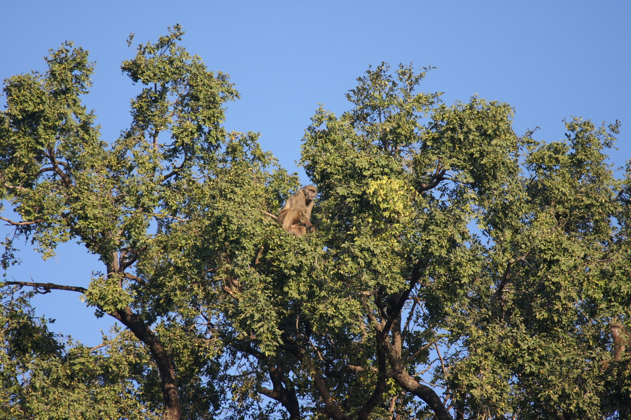 [33490] 2016_07_04_11_14_56_Africa_Canon_EOS_40D_IMG__05735.jpg