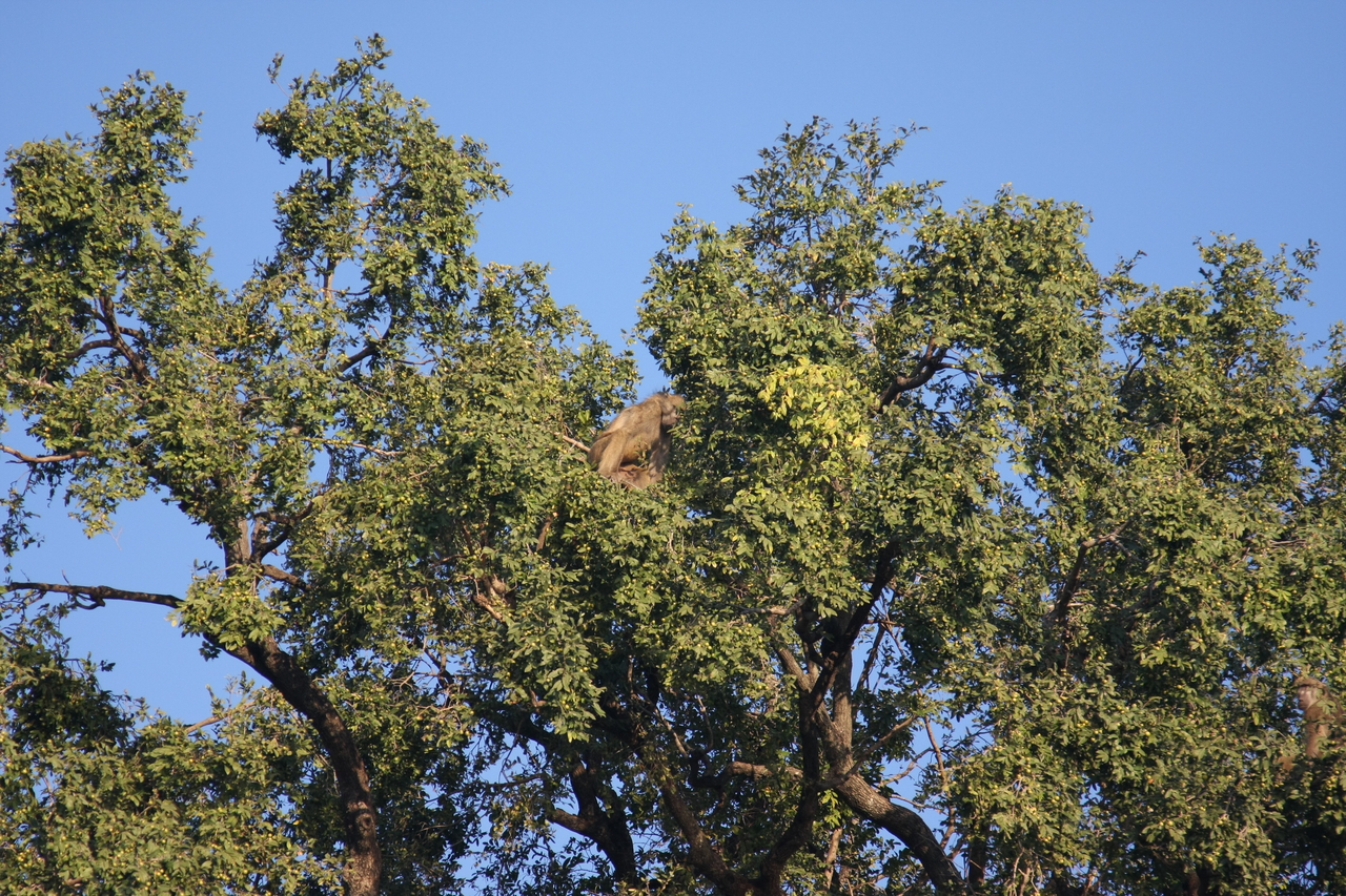 [33493] 2016_07_04_11_14_56_Africa_Canon_EOS_40D_IMG__13183.jpg