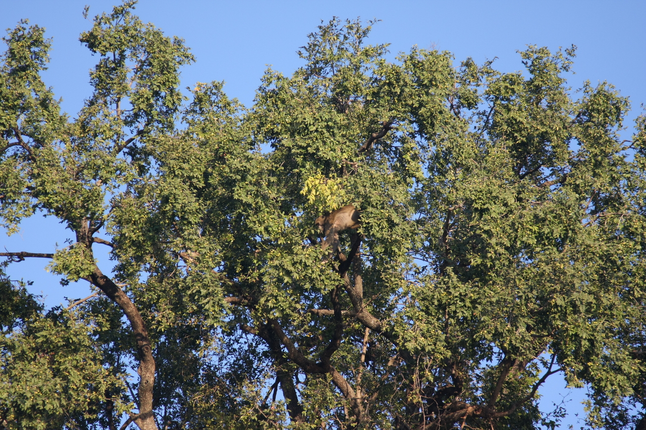 [33494] 2016_07_04_11_15_12_Africa_Canon_EOS_40D_IMG__00103.jpg