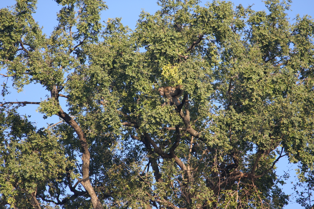 [33502] 2016_07_04_11_15_12_Africa_Canon_EOS_40D_IMG__13187.jpg