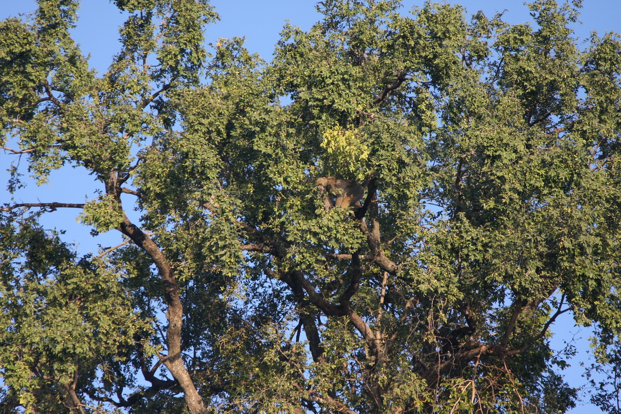 [33503] 2016_07_04_11_15_13_Africa_Canon_EOS_40D_IMG__00106.jpg