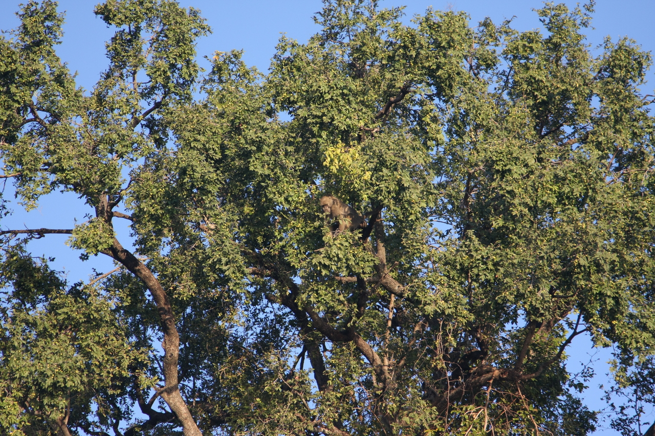 [33505] 2016_07_04_11_15_13_Africa_Canon_EOS_40D_IMG__00108.jpg