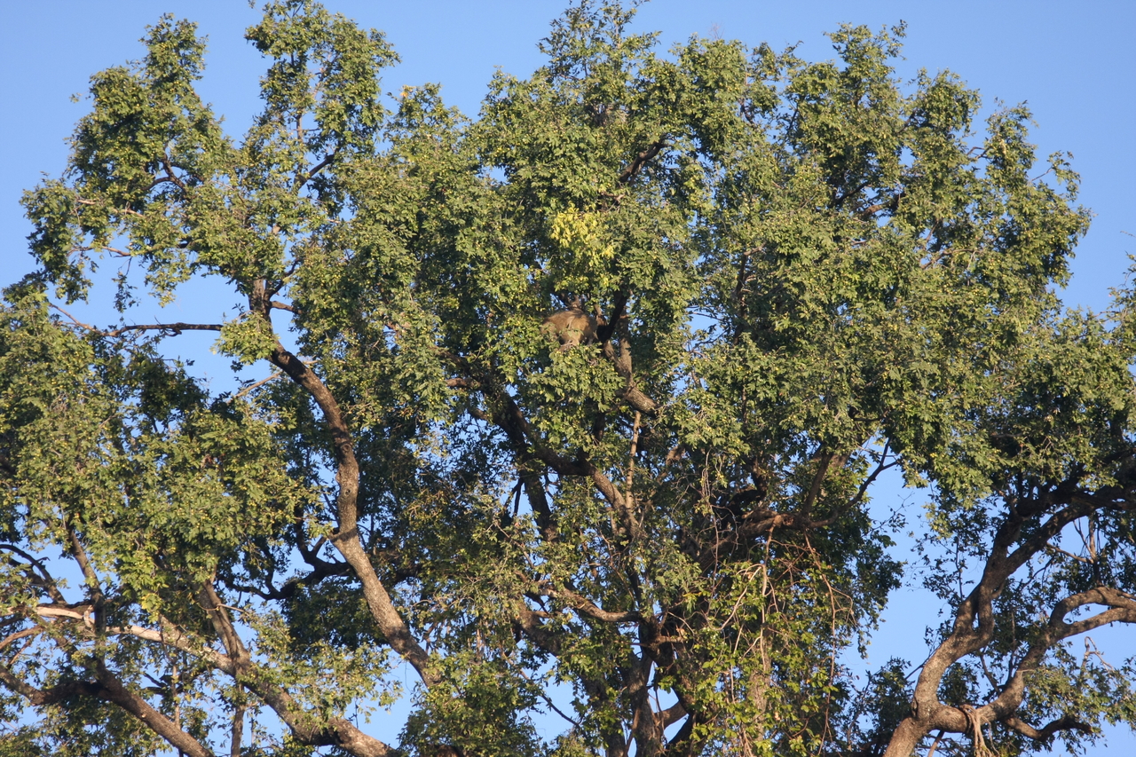 [33514] 2016_07_04_11_15_24_Africa_Canon_EOS_40D_IMG__05744.jpg