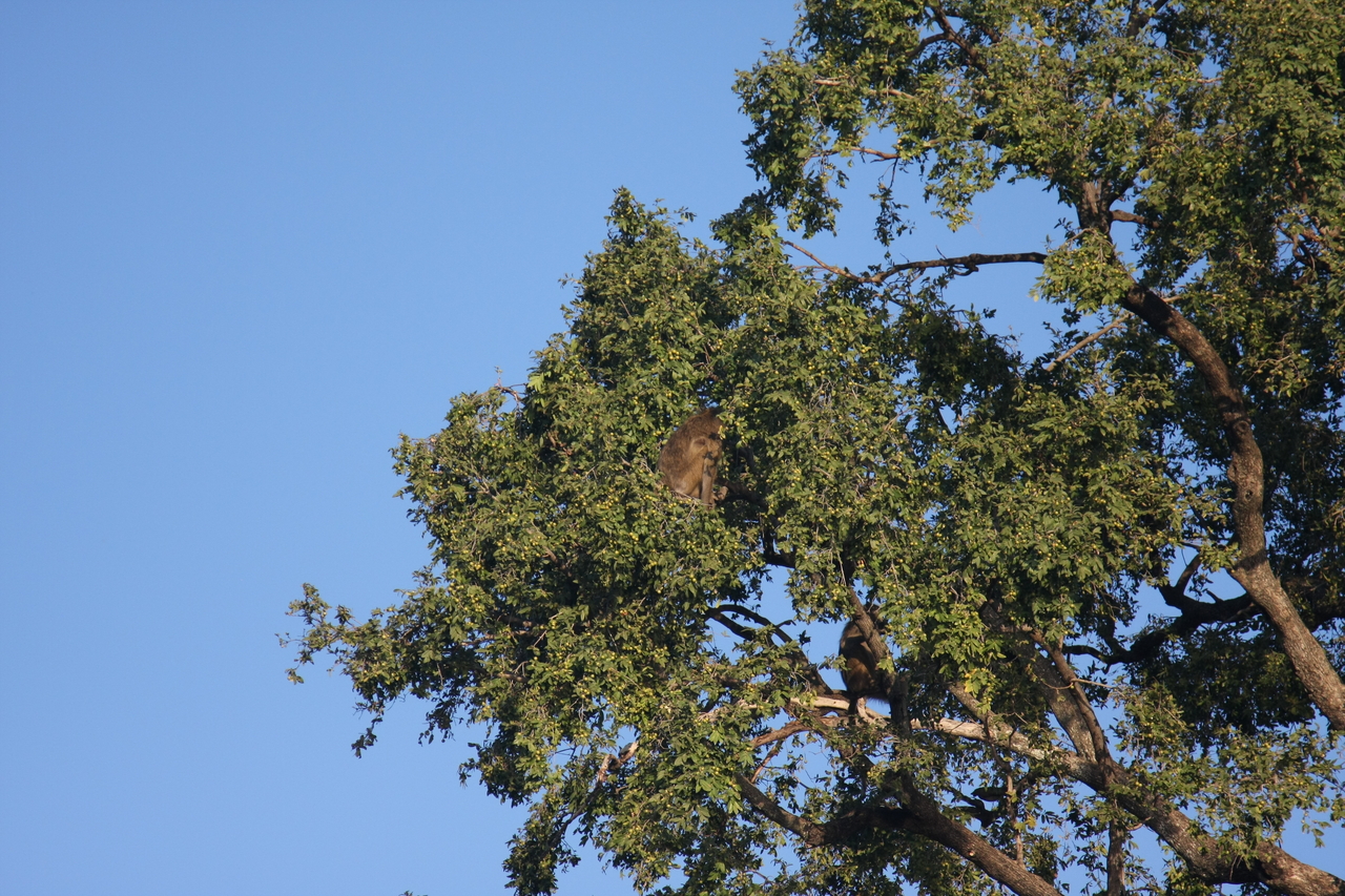 [33520] 2016_07_04_11_15_30_Africa_Canon_EOS_40D_IMG__00115.jpg