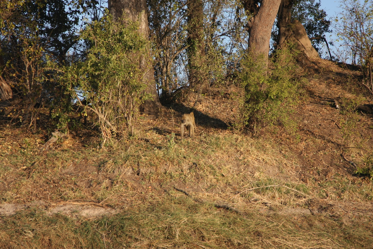 [33527] 2016_07_04_11_15_44_Africa_Canon_EOS_40D_IMG__00116.jpg