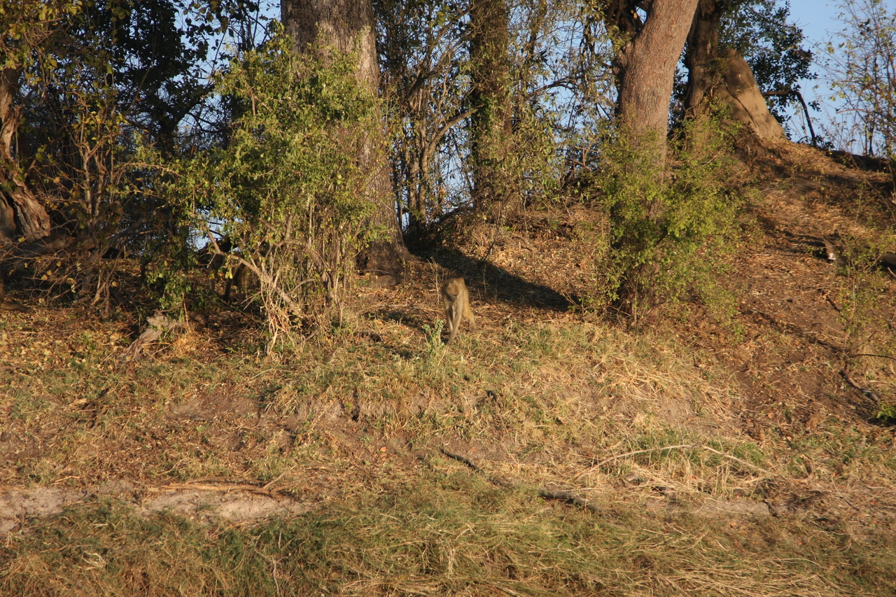 [33535] 2016_07_04_11_15_44_Africa_Canon_EOS_40D_IMG__13200.jpg