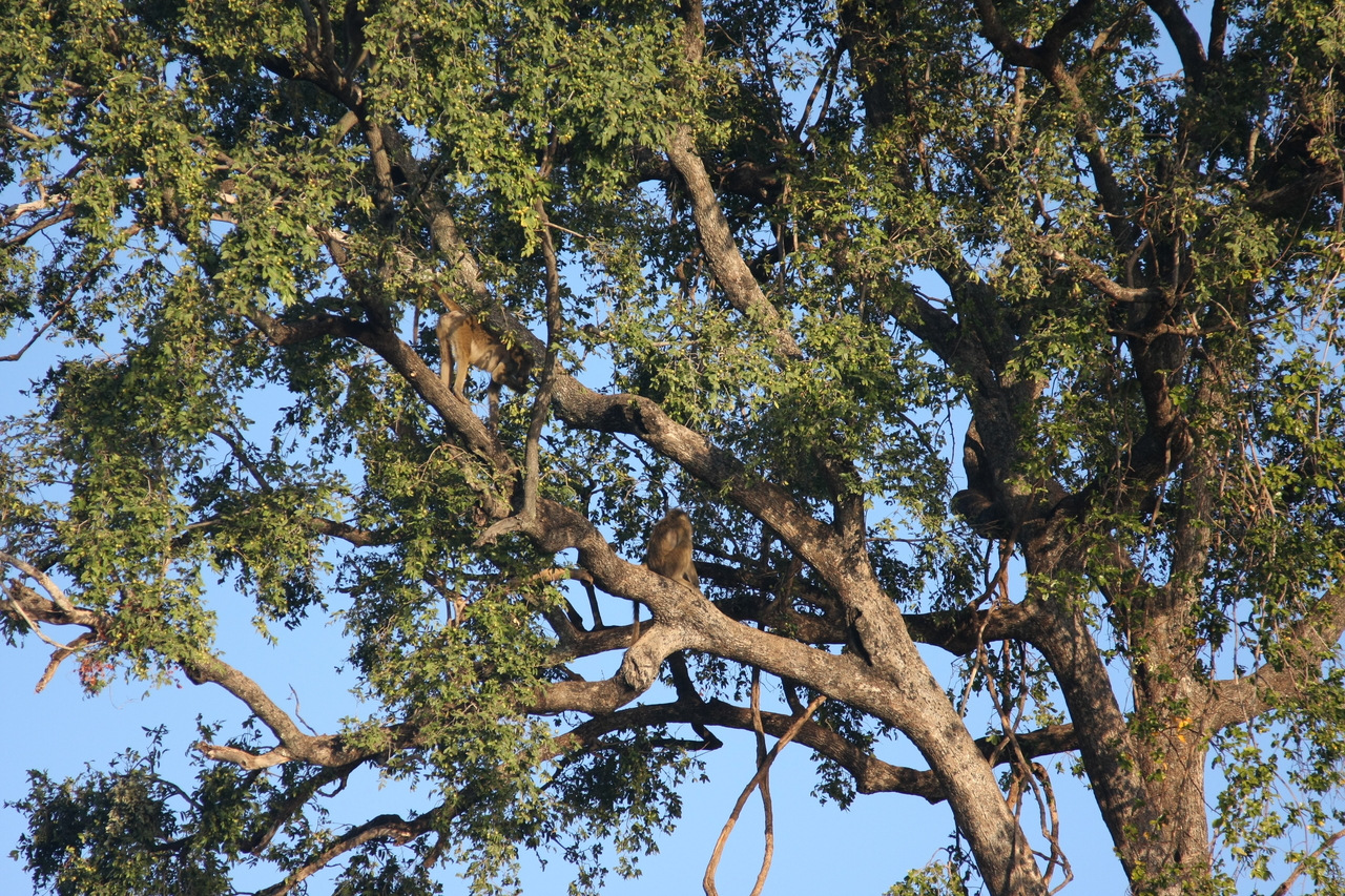 [33540] 2016_07_04_11_15_57_Africa_Canon_EOS_40D_IMG__05755.jpg