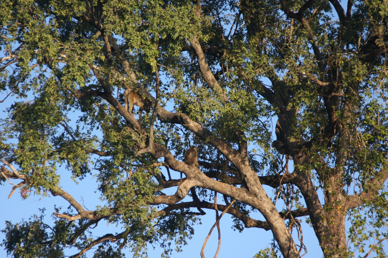 [33541] 2016_07_04_11_15_57_Africa_Canon_EOS_40D_IMG__05756.jpg