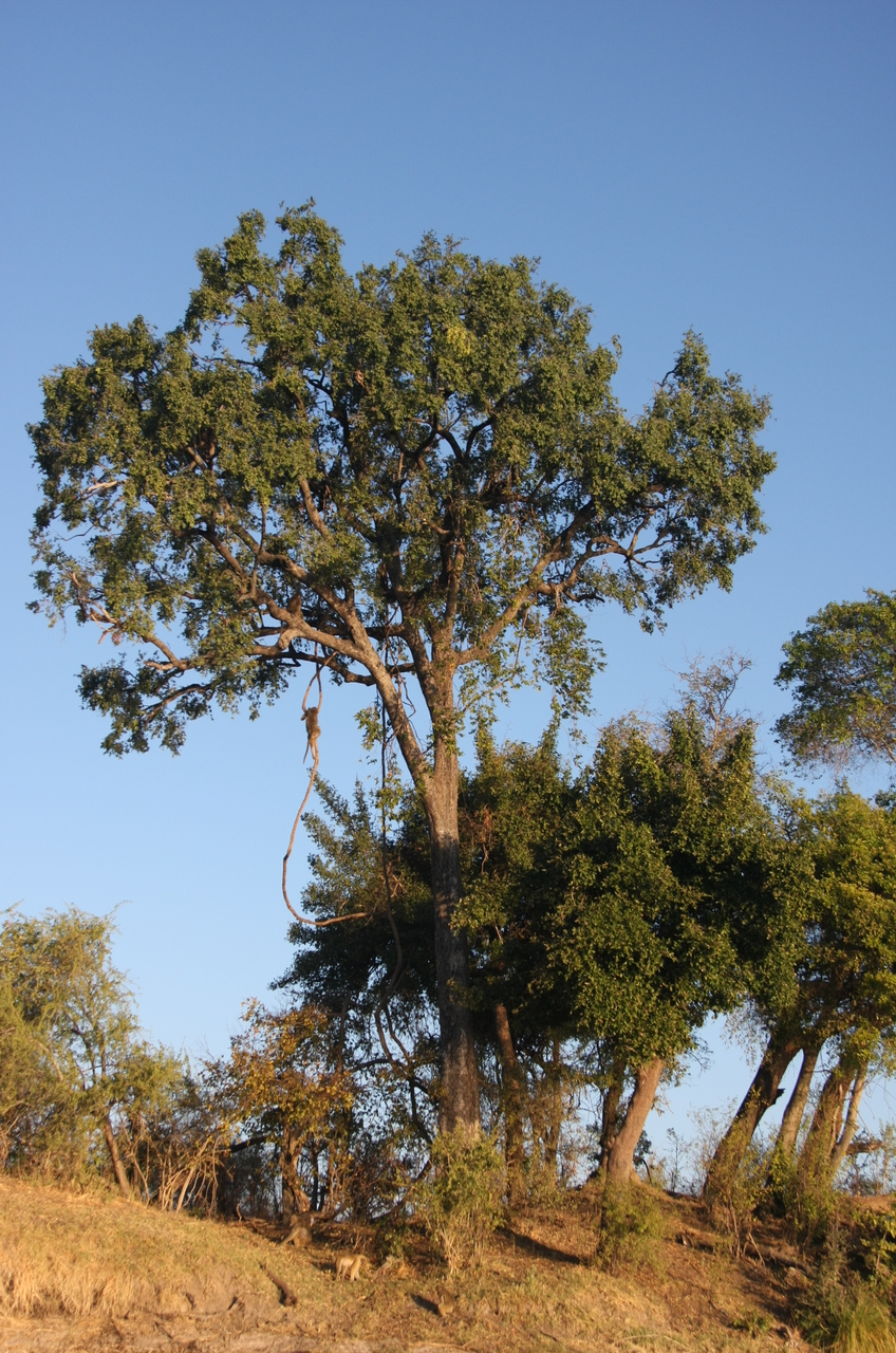 [33547] 2016_07_04_11_16_08_Africa_Canon_EOS_40D_IMG__05757.jpg