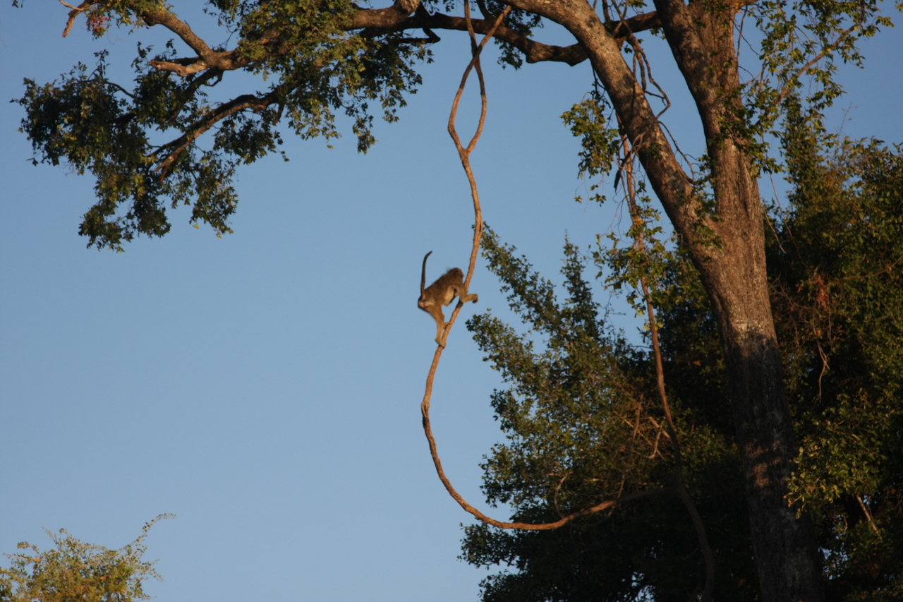 [33551] 2016_07_04_11_16_12_Africa_Canon_EOS_40D_IMG__00124.jpg