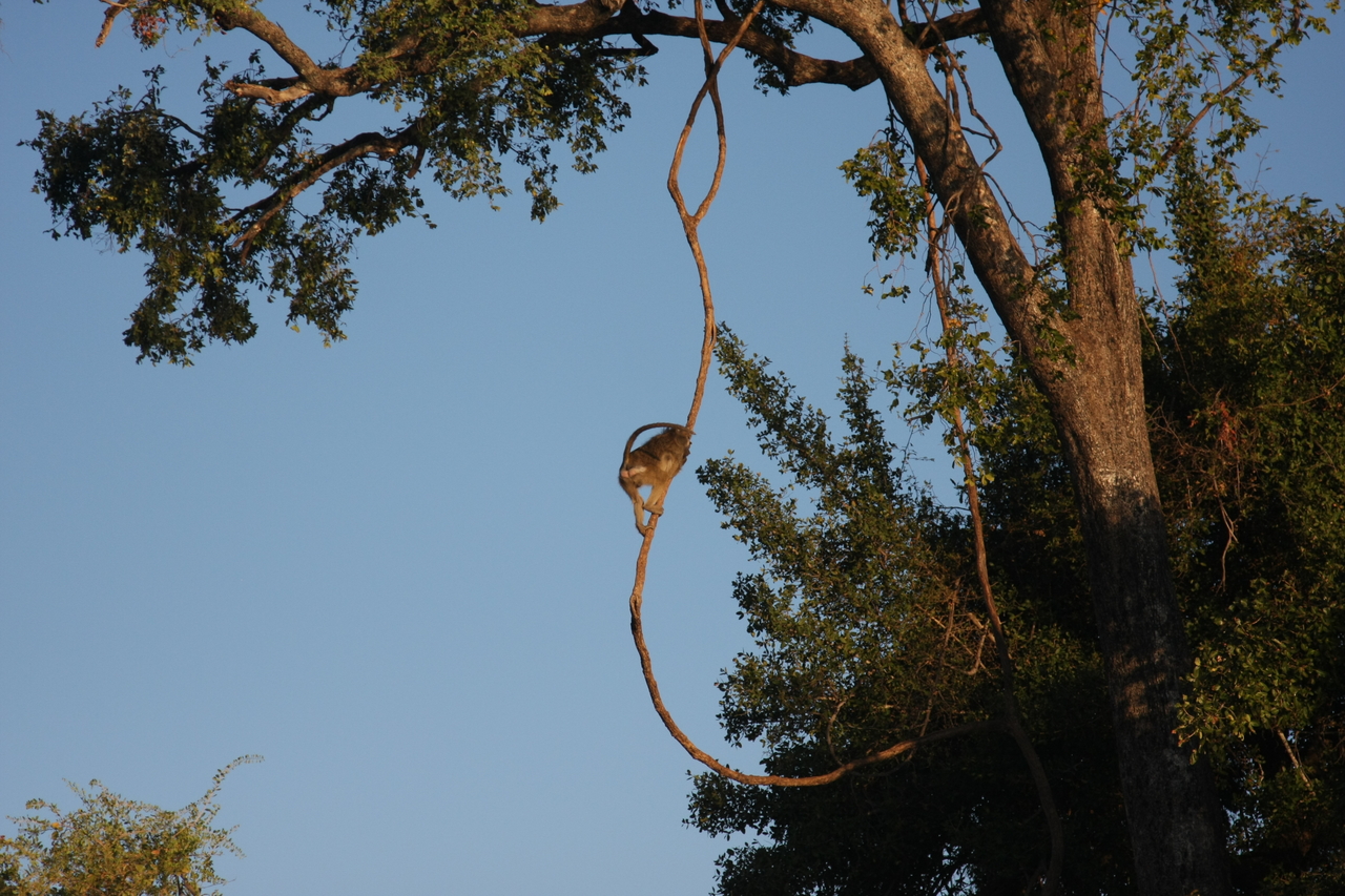 [33554] 2016_07_04_11_16_12_Africa_Canon_EOS_40D_IMG__05761.jpg