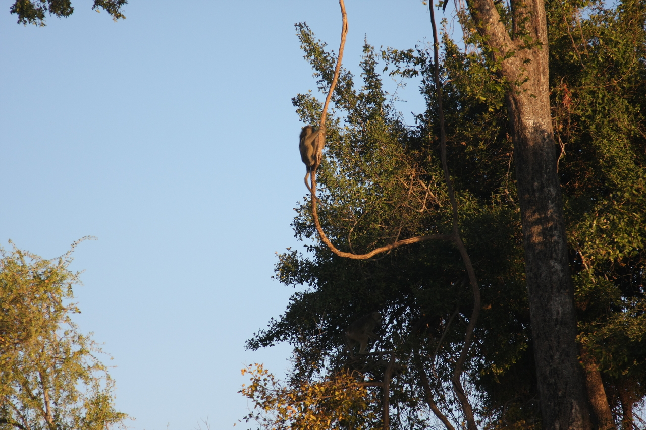 [33613] 2016_07_04_11_16_32_Africa_Canon_EOS_40D_IMG__05783.jpg