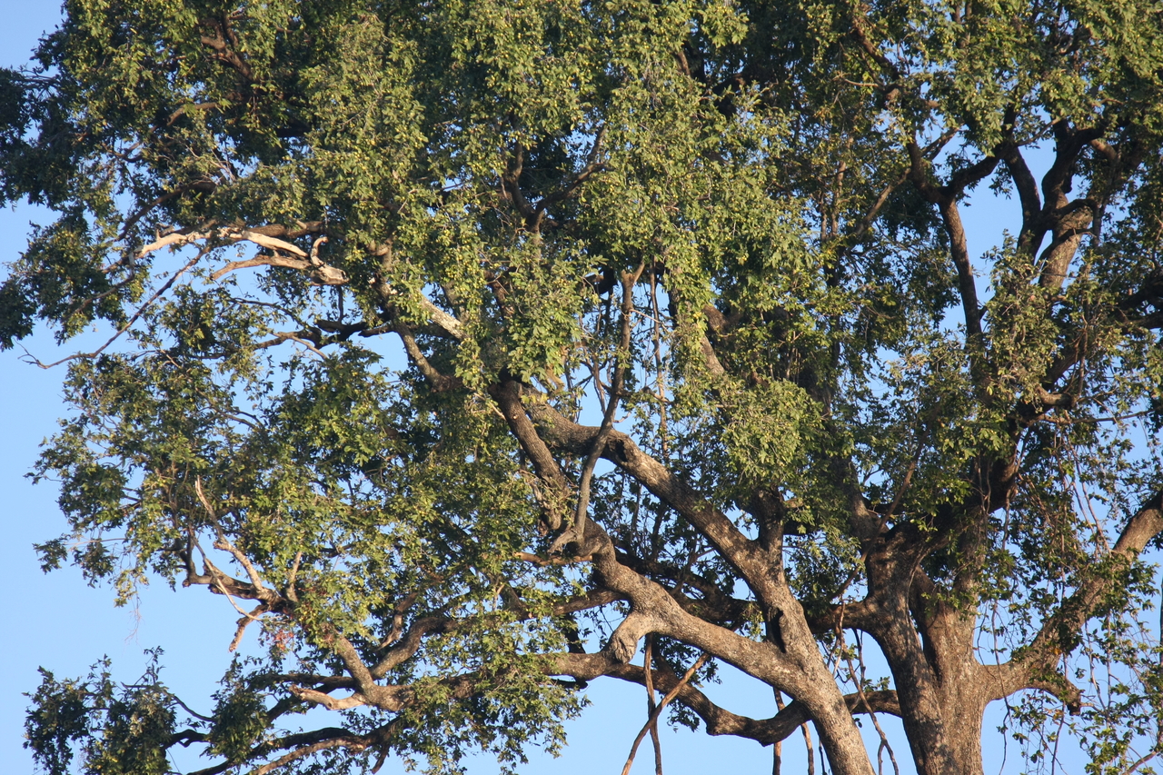 [33670] 2016_07_04_11_16_48_Africa_Canon_EOS_40D_IMG__13249.jpg