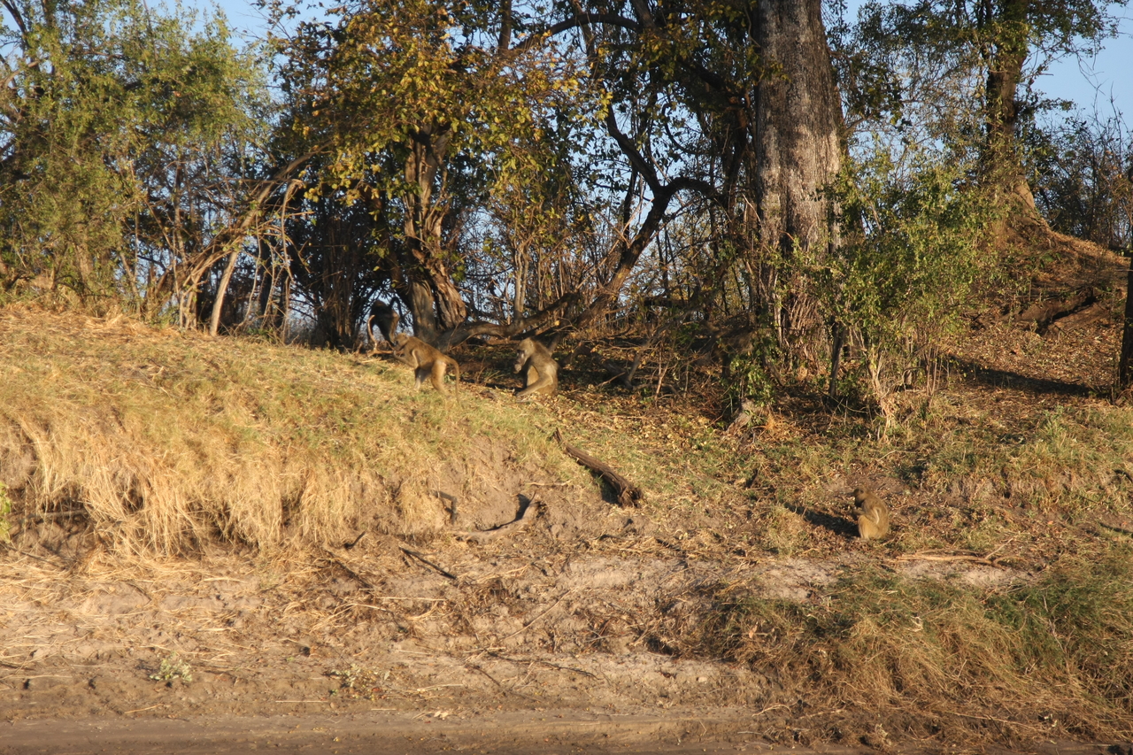 [33678] 2016_07_04_11_16_58_Africa_Canon_EOS_40D_IMG__13252.jpg