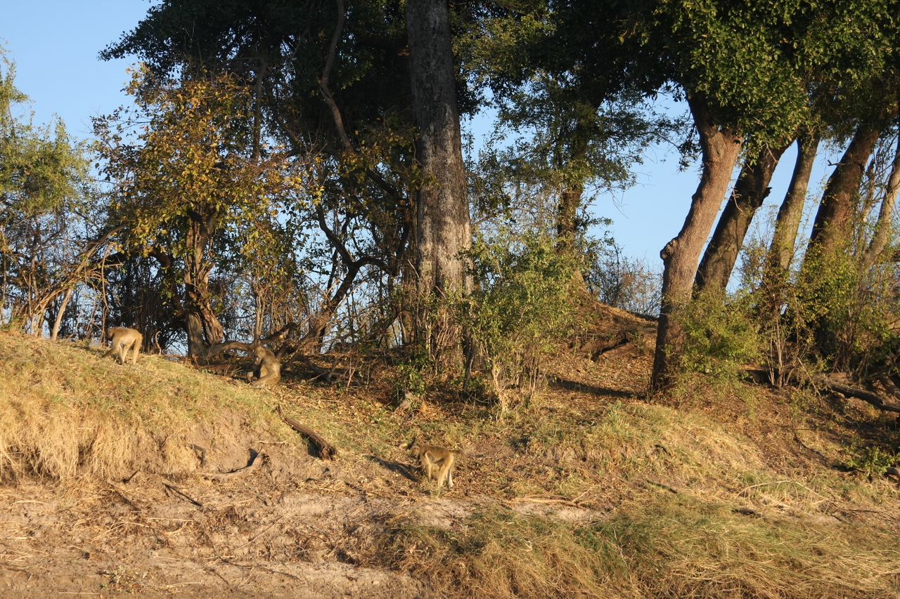 [33688] 2016_07_04_11_17_20_Africa_Canon_EOS_40D_IMG__05809.jpg