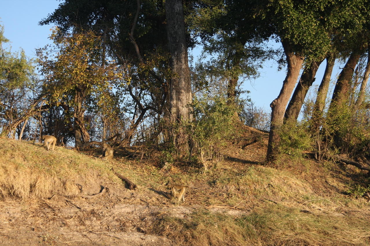 [33691] 2016_07_04_11_17_20_Africa_Canon_EOS_40D_IMG__13257.jpg