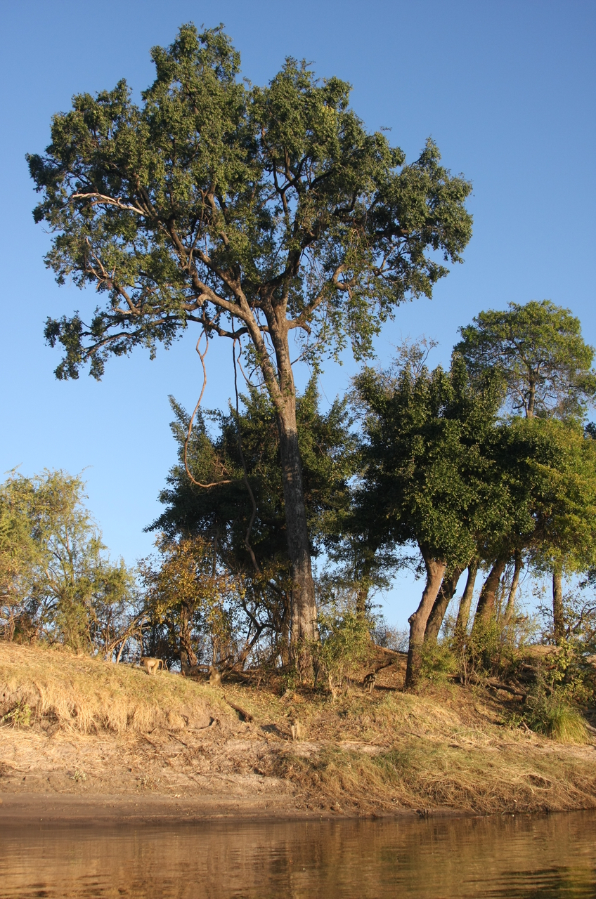 [33694] 2016_07_04_11_17_28_Africa_Canon_EOS_40D_IMG__00178.jpg