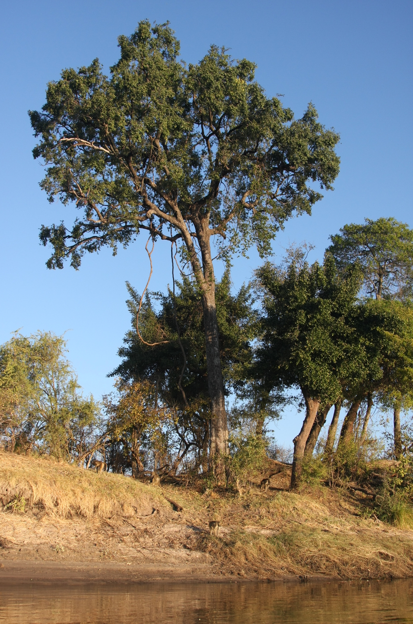 [33706] 2016_07_04_11_17_31_Africa_Canon_EOS_40D_IMG__13263.jpg