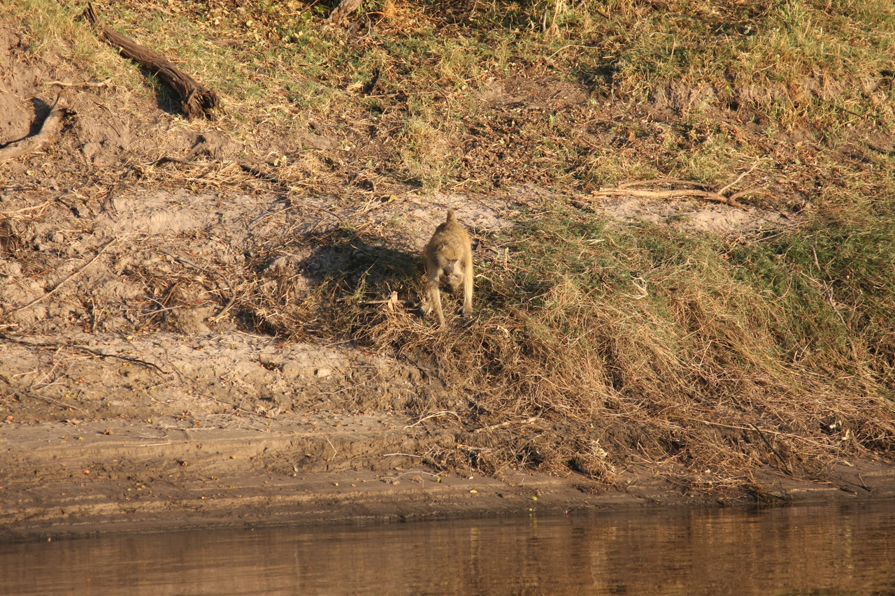 [33708] 2016_07_04_11_17_40_Africa_Canon_EOS_40D_IMG__00183.jpg