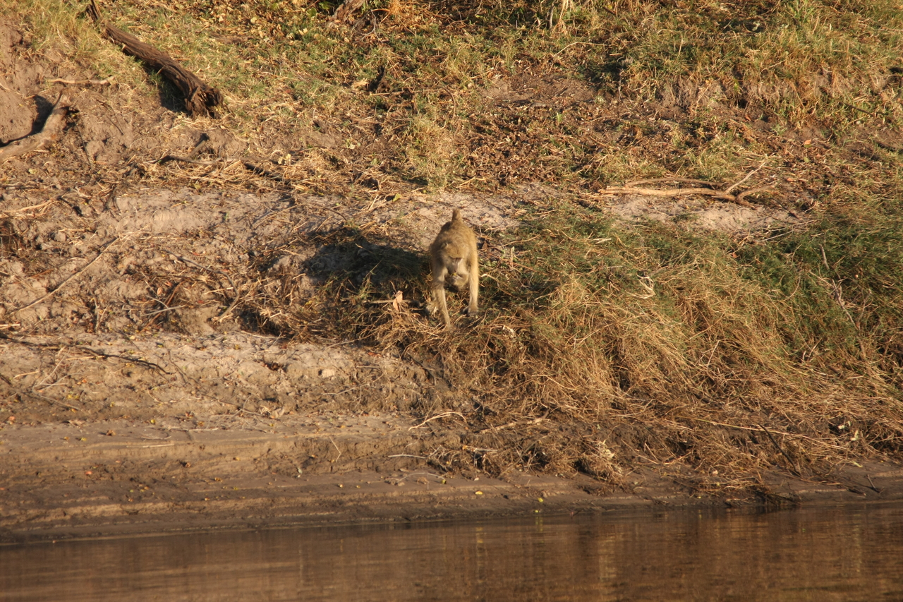 [33711] 2016_07_04_11_17_40_Africa_Canon_EOS_40D_IMG__13264.jpg