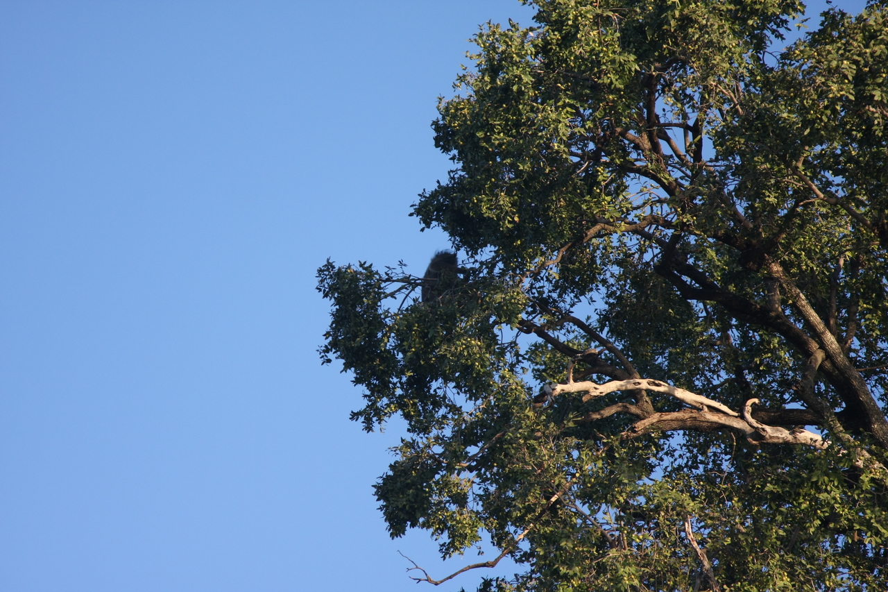 [33719] 2016_07_04_11_18_19_Africa_Canon_EOS_40D_IMG__00186.jpg