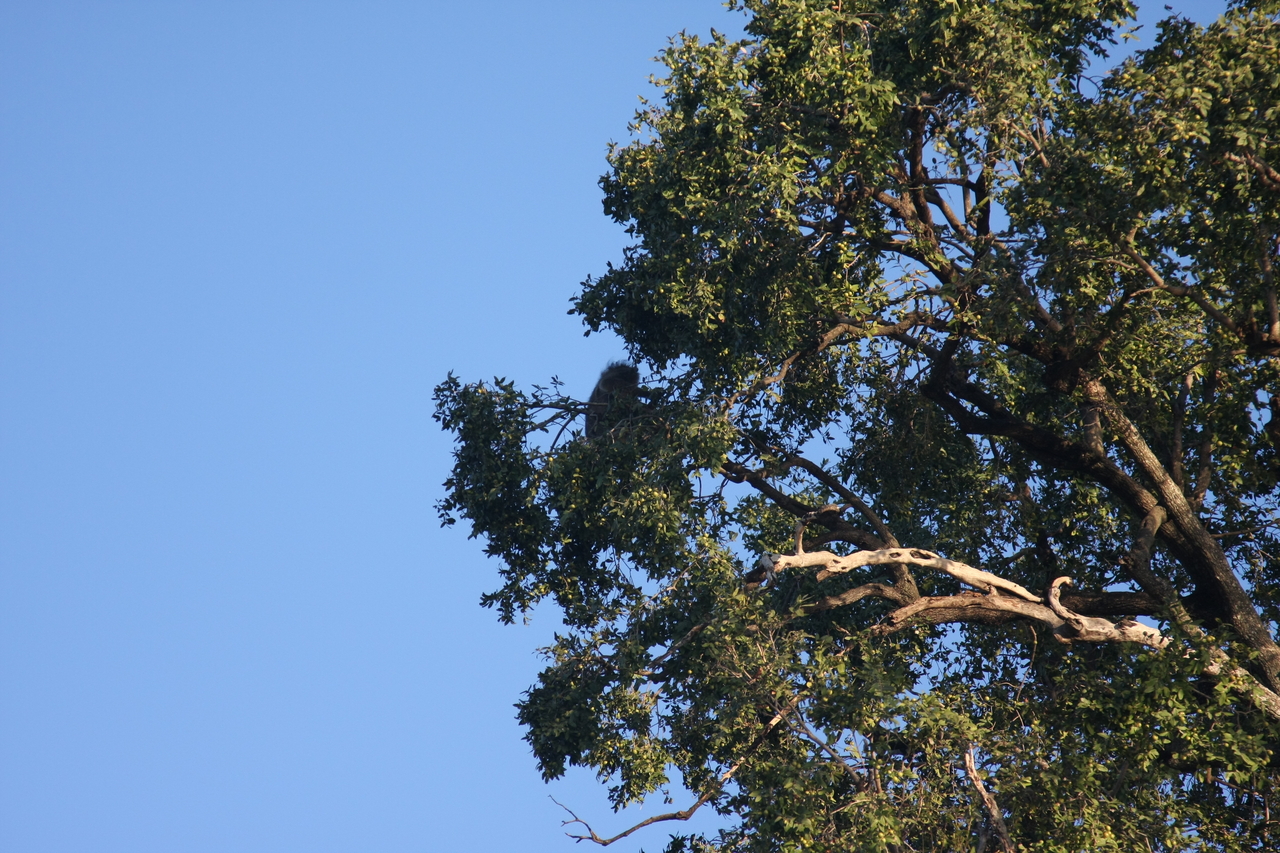 [33721] 2016_07_04_11_18_19_Africa_Canon_EOS_40D_IMG__00188.jpg