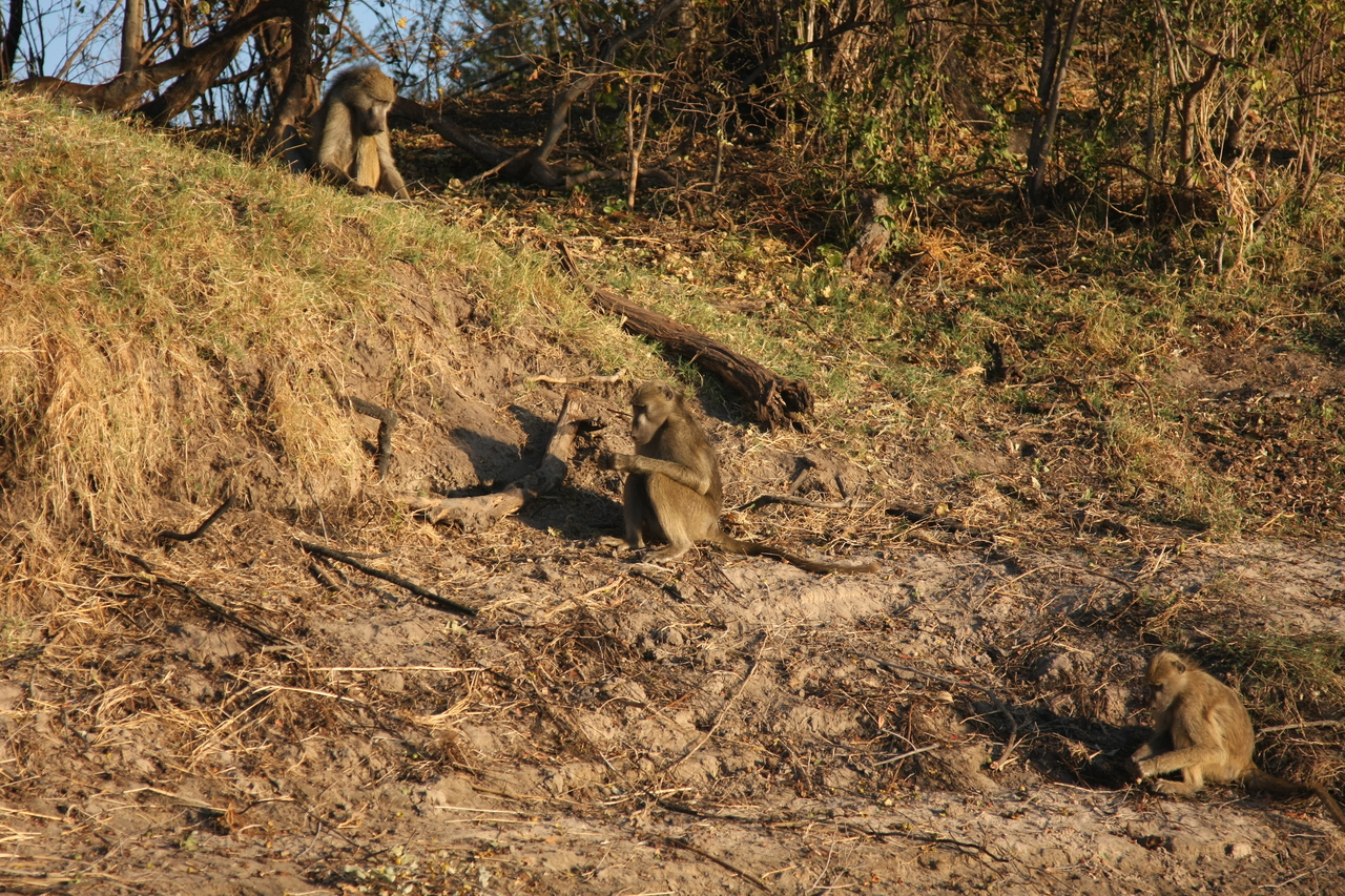 [33736] 2016_07_04_11_18_33_Africa_Canon_EOS_40D_IMG__13274.jpg